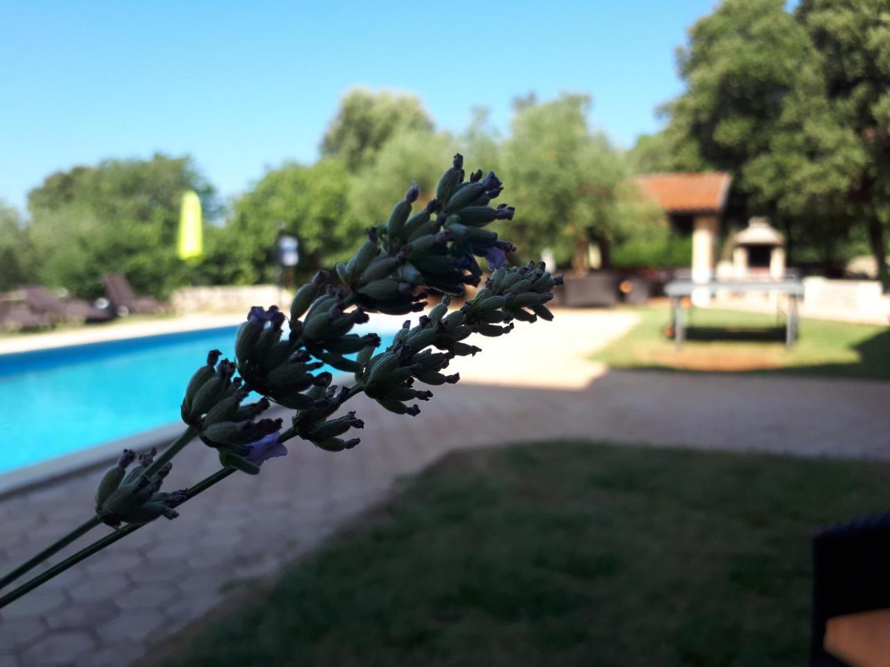 Guesthouse "Barboska" - Big Outdoor Swimming Pool & Private Tennis Court Vodnjan Bagian luar foto
